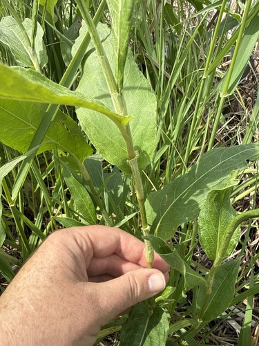 water smartweed