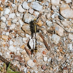 Gomphurus