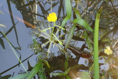 Utricularia radiata