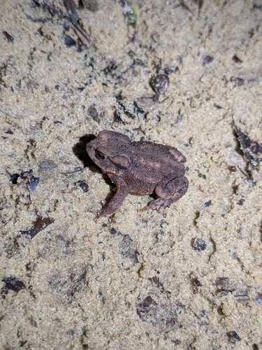 European Toad