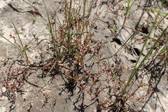 Crassula aquatica