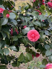 Camellia japonica