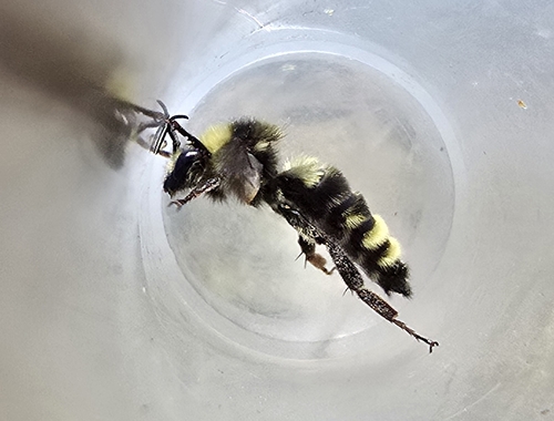 California Bumble Bee