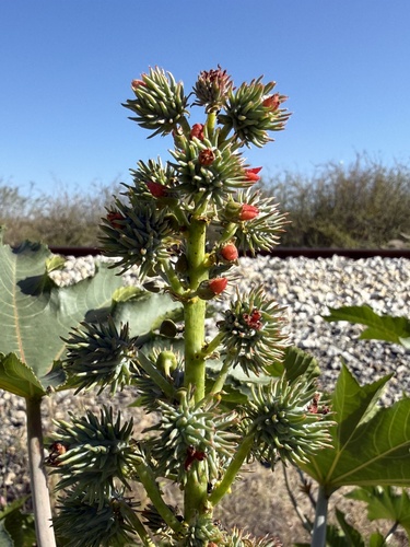 castor bean