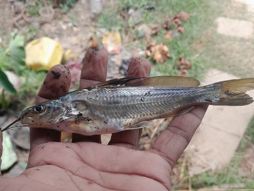 Gangetic mystus (Mystus cavasius) — Bagridae — 2