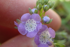 Phacelia glabra
