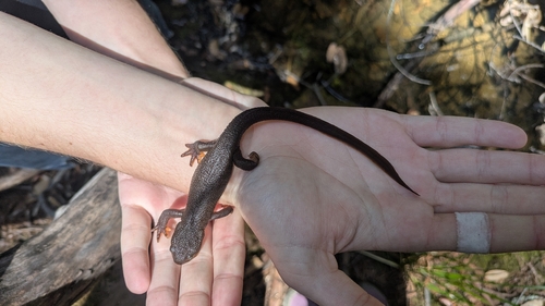 Rough-skinned Newt observed by starlingfish