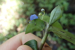Commelina diffusa diffusa