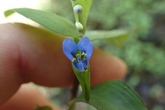 Commelina diffusa diffusa