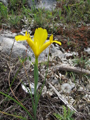 Iris xiphium, photograph (c) zebedeugalinha, some rights reserved (CC BY)