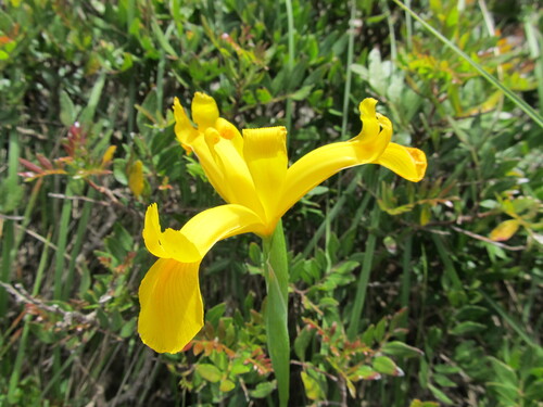 Iris xiphium, photograph 6