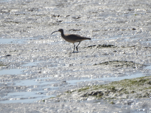 iNaturalist: (c) Aleš Zvára, some rights reserved (CC BY-NC), uploaded by Aleš Zvára iNaturalist image