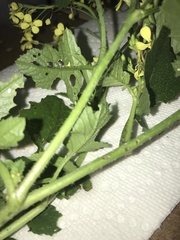 Raphanus raphanistrum