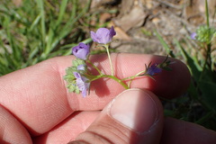 Phacelia glabra