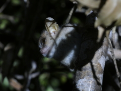 Microcebus murinus