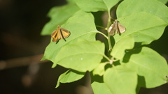 Synapte malitiosa
