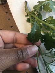 Raphanus raphanistrum