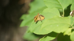Synapte malitiosa