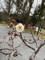 Prunus