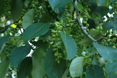 Populus maximowiczii
