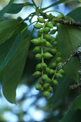 Populus maximowiczii