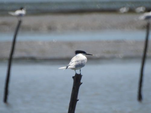 iNaturalist image