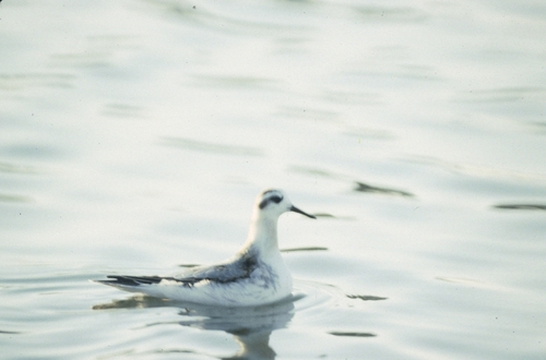 iNaturalist image