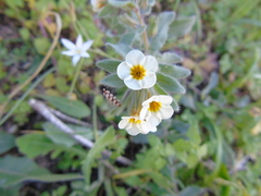 Alkanna corcyrensis