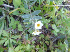 Alkanna corcyrensis