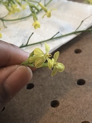 Raphanus raphanistrum