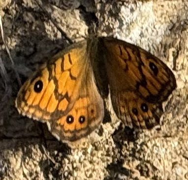 Wall Brown