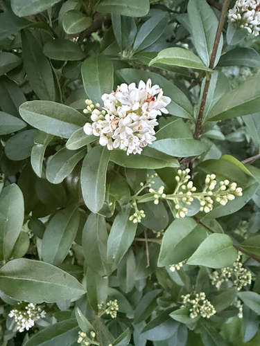 Common Privet