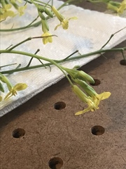 Raphanus raphanistrum