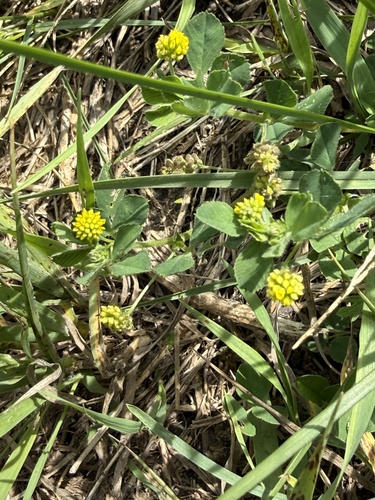 Black Medick