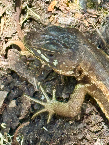 Ochoa Whorltail Iguana, Stenocercus ochoai