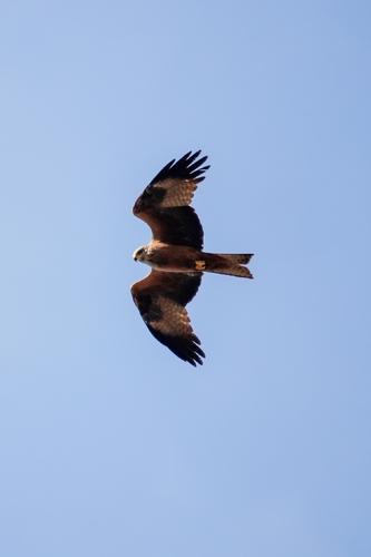 Black Kite