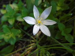 Ornithogalum collinum