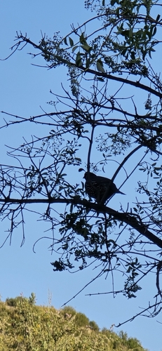 California Quail observed by jonaskat