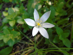Ornithogalum collinum