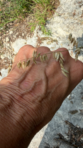 Melica nitens, photograph 3