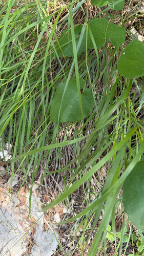 Melica nitens, photograph 5