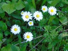 Bellis annua