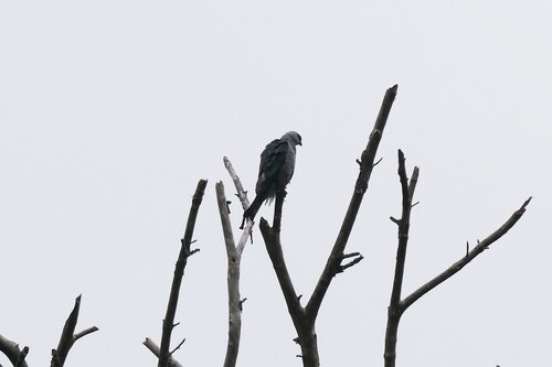Mississippi Kite observed by ron284