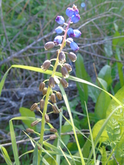 Bellevalia dubia boissieri