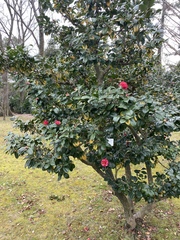 Camellia japonica