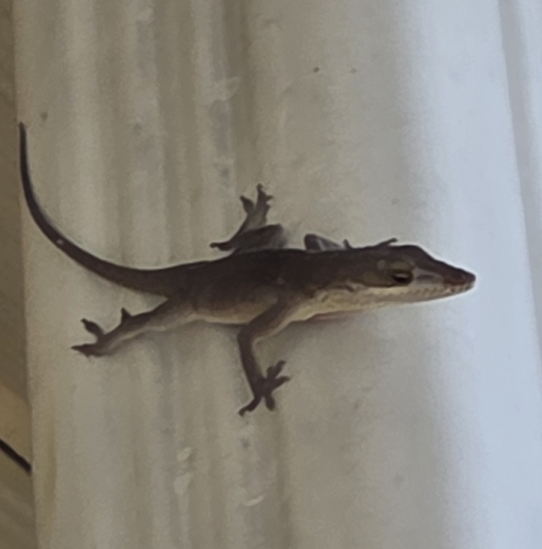 Green Anole