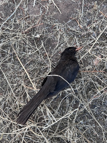 Eurasian Blackbird