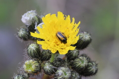 Cryptocephalus vittatus