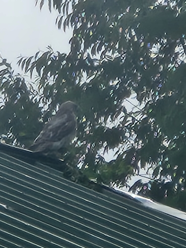 Broad-winged Hawk observed by camorris79