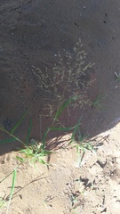 Eragrostis porosa